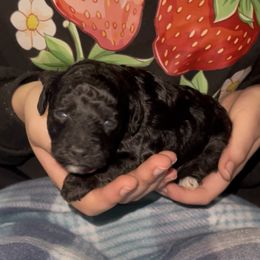 Orange Collar - Black male Poodle puppy in Macon, Georgia from Mystic Mini Poodles