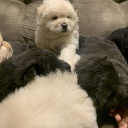 Chow Chow Puppies from Darling Chows