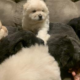 Chow Chow Puppies from Darling Chows