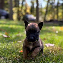 Nova - Fawn female Belgian Malinois puppy in Linwood, Michigan from Gillis Malinois LLC
