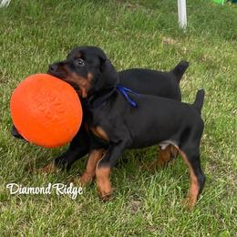 Blue collared boy - Black and rust male Doberman Pinscher puppy in Winamac, Indiana from DIAMOND RIDGE DOBERMANS