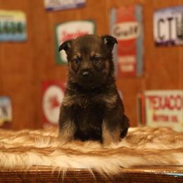 Valentino - Sable male German Shepherd puppy in Philippi, West Virginia from Vom Haus Highlands