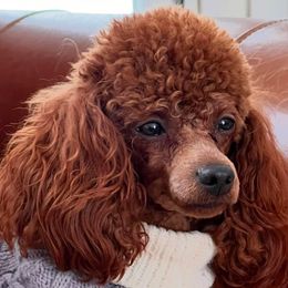 Luna - Poodle