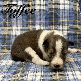 Toffee - Sable and white female Shetland Sheepdog puppy in Wolcott, Indiana from Southside Shelties