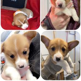 American Corgi and Pembroke Welsh Corgi Puppies from Beebe’s Corgis