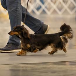 Girl 1 - female Dachshund puppy in Humble, Texas from Foley Dachshunds