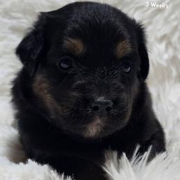 KB.BTF - Black tri female Miniature Australian Shepherd puppy in Deer Lodge, Tennessee from KSH Aussie Haven