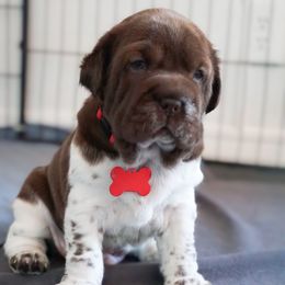 Chinese Shar-Pei, Cocker Spaniel, and Companion Cross Puppies from Mini Hippo Land