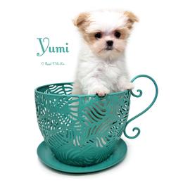 Yumi - White female Mi-Ki puppy in Elizabeth, Colorado from Royal T Mi-Kis