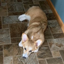 Bindi - Pembroke Welsh Corgi
