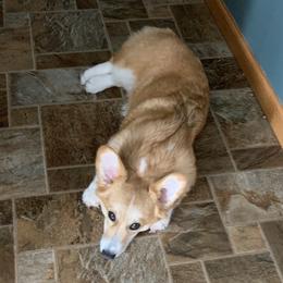Bindi - Pembroke Welsh Corgi