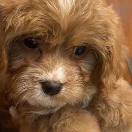 Cavapoos and Poodles from Mckendra's Legacy