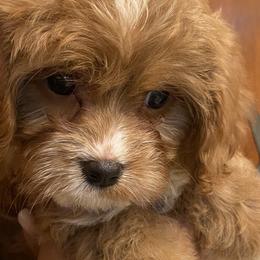 Cavapoos and Poodles from Mckendra's Legacy