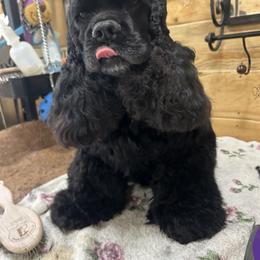 LaCie - Cocker Spaniel