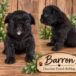 Barron - Liver male French Bulldog puppy in Holton, Indiana from MoonShine Babies / OZ