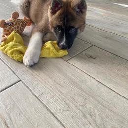 Akita Puppies from 239 Sunshine Akitas                                   Duke & Luna are expecting ! 04/28