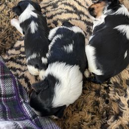 Biewer Terrier and Lhasa Apso Puppies from Biewer Terriors and Lhasa Apos of Northern California