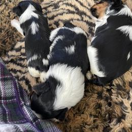 Biewer Terrier and Lhasa Apso Puppies from Biewer Terriors and Lhasa Apos of Northern California