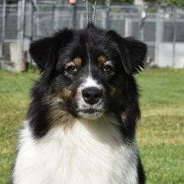 Delilah - Australian Shepherd