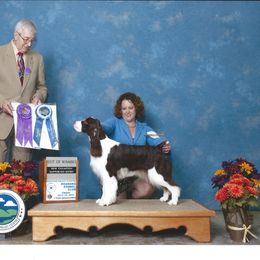 English Springer Spaniel All Grown Up from Ebenezer Valley ESS