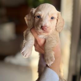 Dachshund Puppies from Bayou d’Elara Dachshunds