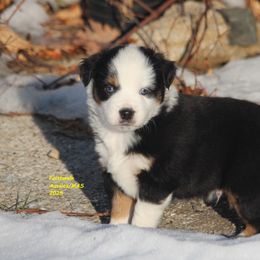 Geo, blue eyes - Black tri male Miniature American Shepherd puppy in Hillsdale, Michigan from Faithwalk Aussies and Mini American Shepherds