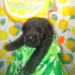 Orange collar - Black female Labrador Retriever puppy in Holyoke, Massachusetts from Urban Oak Labradors LLC