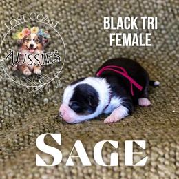 Sage - Black tri female Miniature American Shepherd puppy in Ferndale, California from Lost Coast Aussies
