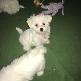 Maltese Puppies from Emotional Amor Support