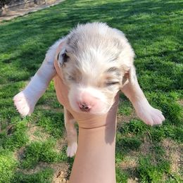 Australian Shepherd Puppies from SMartAuss Farm Australian Shepherds