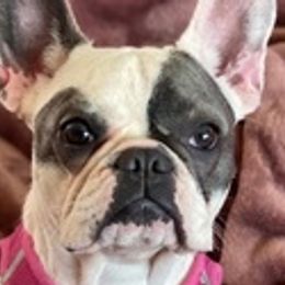 French Bulldogs from Zanas French Bulldogs