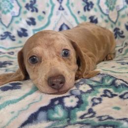 Russel aka Latte - Dapple male Dachshund puppy in Cowen, West Virginia from Bennett Babies