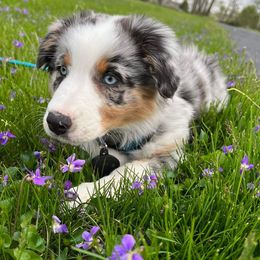 Australian Shepherd Puppies from Grand Ridge Australian Shepherds