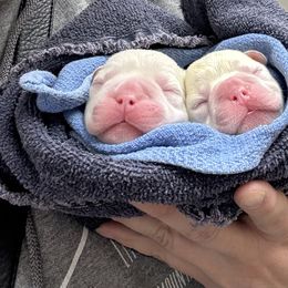 French Bulldog Puppies from Mathew Household Frenchies