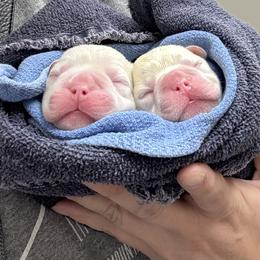 French Bulldog Puppies from Mathew Household Frenchies