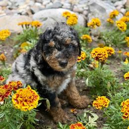 Bernedoodle and Whoodle Puppies from Genesis Family Farm