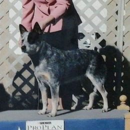 Camo - Australian Cattle Dog
