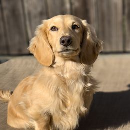 Twinkie - Dachshund