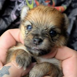 Louise - Orange sable female Pomeranian puppy in Utah from Pop Off Poms & Chis