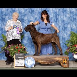 Tango - Cane Corso