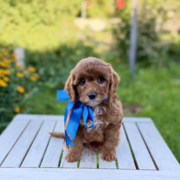 Saturday Petite Mini - Red  male Goldendoodle puppy in Mapleton, Utah from Natural Doodle Life