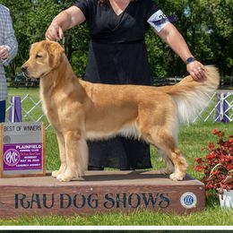 Golden Retrievers from Insignia Goldens