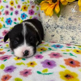 CASH - Black and tan male Pembroke Welsh Corgi puppy in Ritzville, Washington from Sapphire Iris Corgis