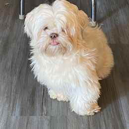 Shih Tzu All Grown Up from Oodles of Poodles & Doodles