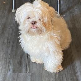Shih Tzu All Grown Up from Oodles of Poodles & Doodles