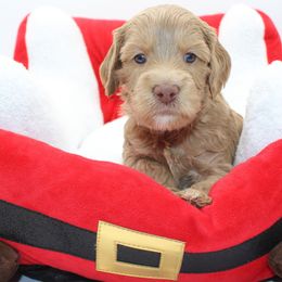 Everest - Gold male Australian Cobberdog puppy in Bellingham, Minnesota from Whispering Prairie Australian Cobberdog