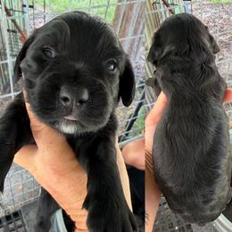 Boy 1 - Black male English Cocker Spaniel puppy in Millen, Georgia from Pine Hill Kennels