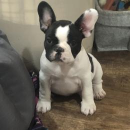 English Toy Spaniels and French Bulldogs from Renaissance French Bulldogs and English Toy Spaniels