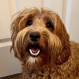 Tuly - Australian Labradoodle