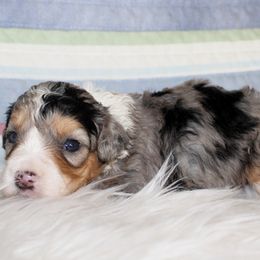 Emmy mini aussiedoodle - Aussiedoodle puppy from Lazy S Aussies